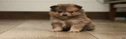 Pomeranian dogs for sale: Lilac - Ad 2