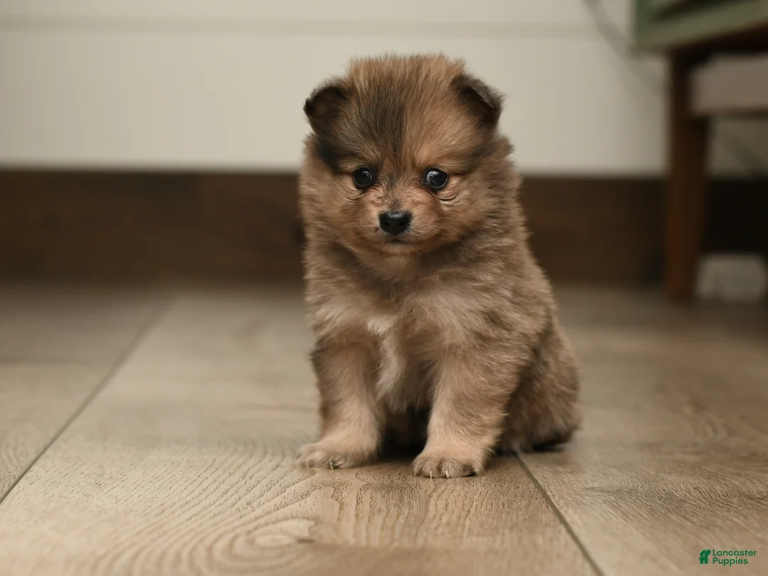 Pomeranian dogs for sale: Lilac - Ad 2