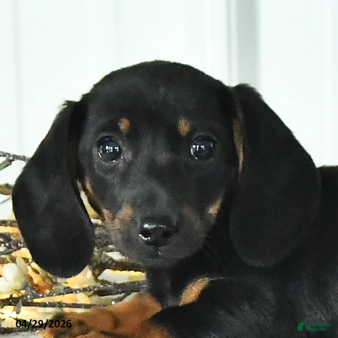Dachshund dogs for sale: Dixie - Ad 2