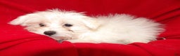 Maltese dogs for sale: Maltese Puppy 1 - Ad 2