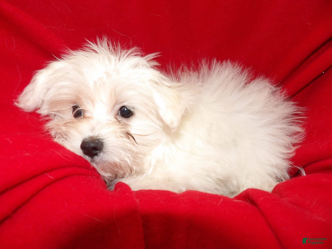 Maltese dogs for sale: Maltese Puppy 1 - Ad 2
