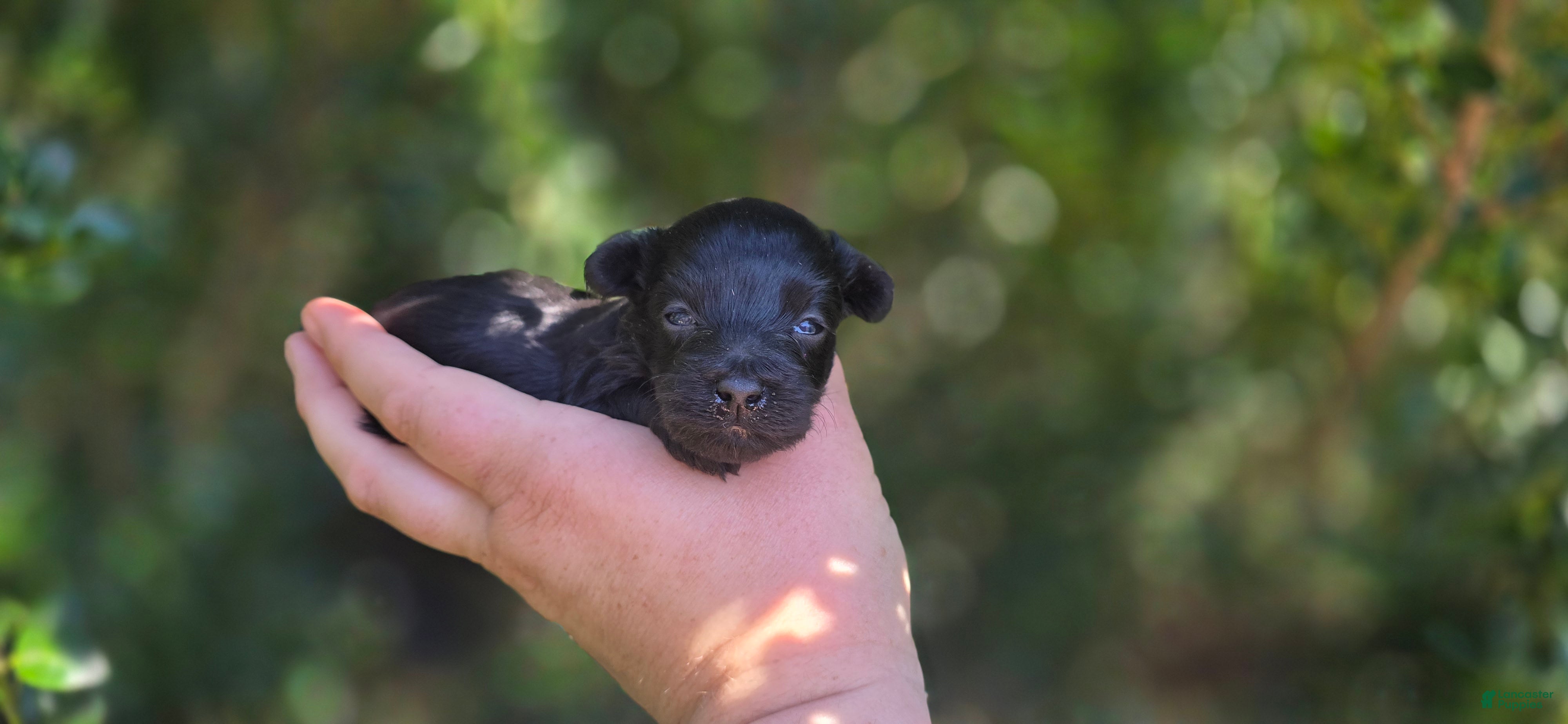 Maltipoo dogs Kaymoi - Ad 37