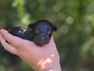 Maltipoo dogs Kaymoi - Ad 37