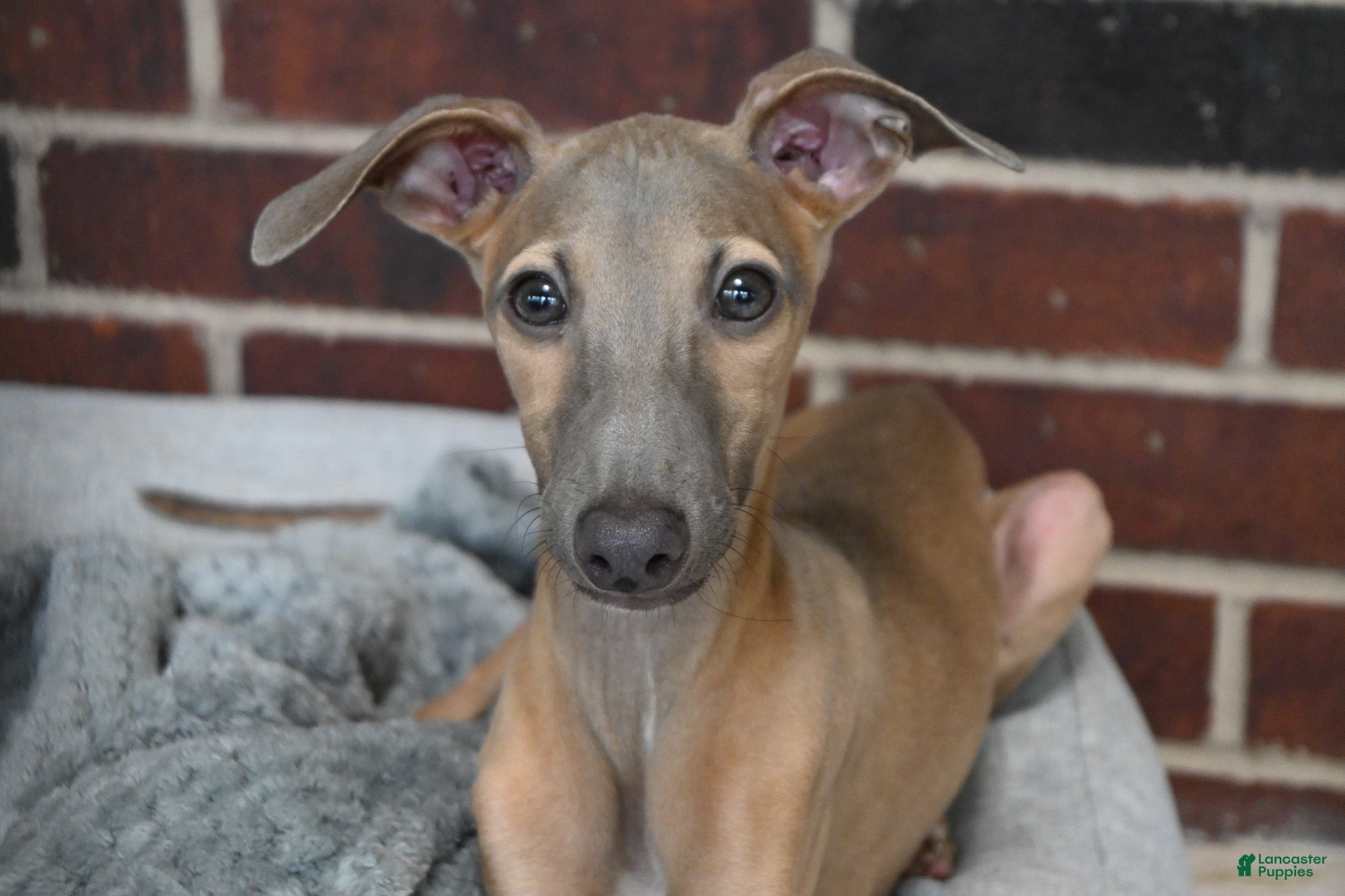 Italian Greyhound dogs for sale: Jersey - Ad 2