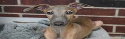 Italian Greyhound dogs for sale: Jersey - Ad 1