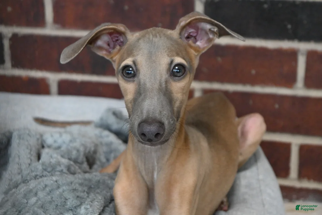 Italian Greyhound dogs for sale: Jersey - Ad 1