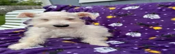 Miniature Schnauzer dogs for sale: AKC Chewie - Ad 7