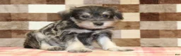 Miniature Schnauzer dogs for sale: Elmo - Ad 4