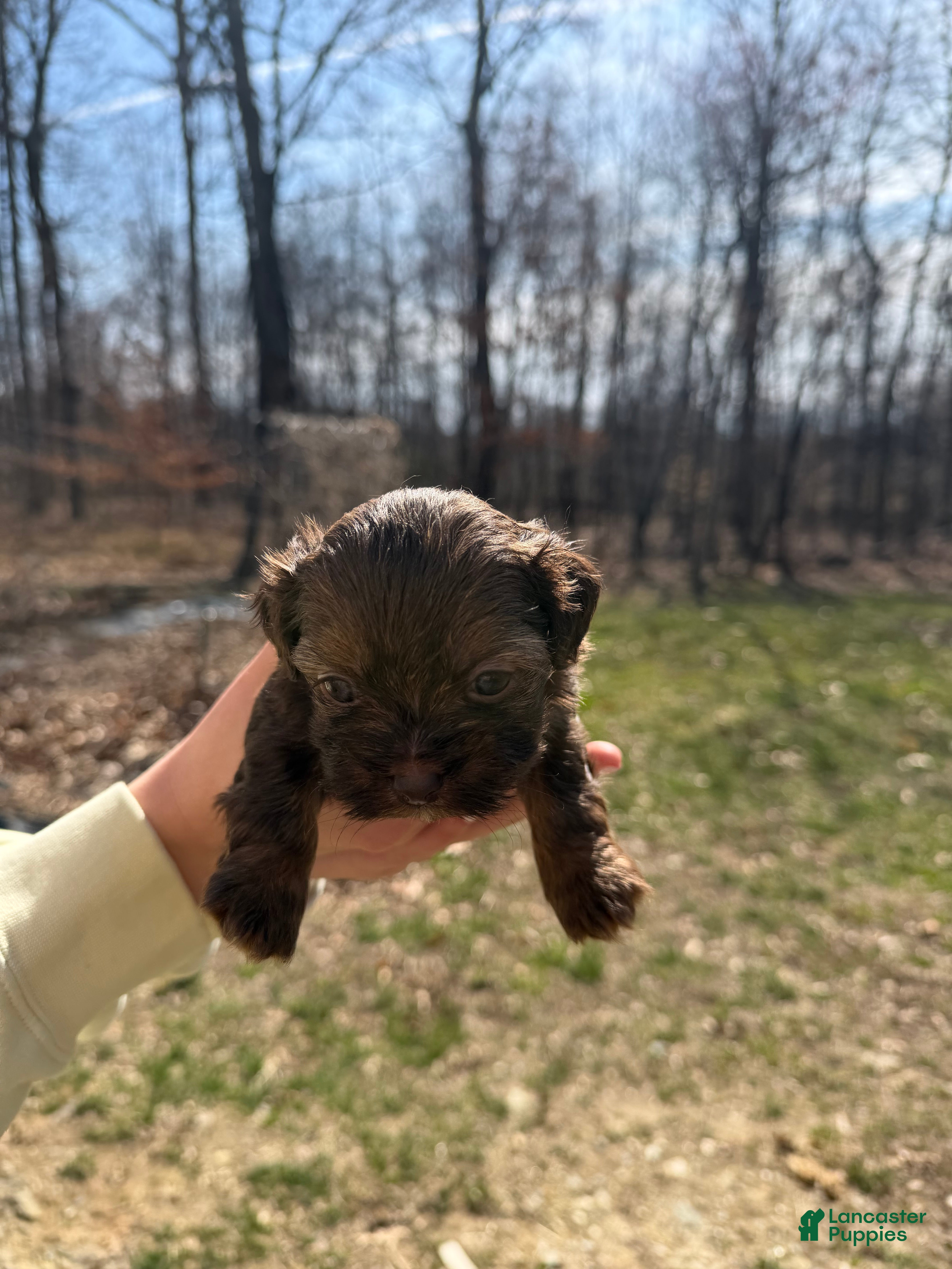 Shih Tzu dogs Shih Tzu Puppy 4 - Ad 1