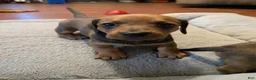 Miniature Dachshund dogs for sale: Hazel - Ad 3