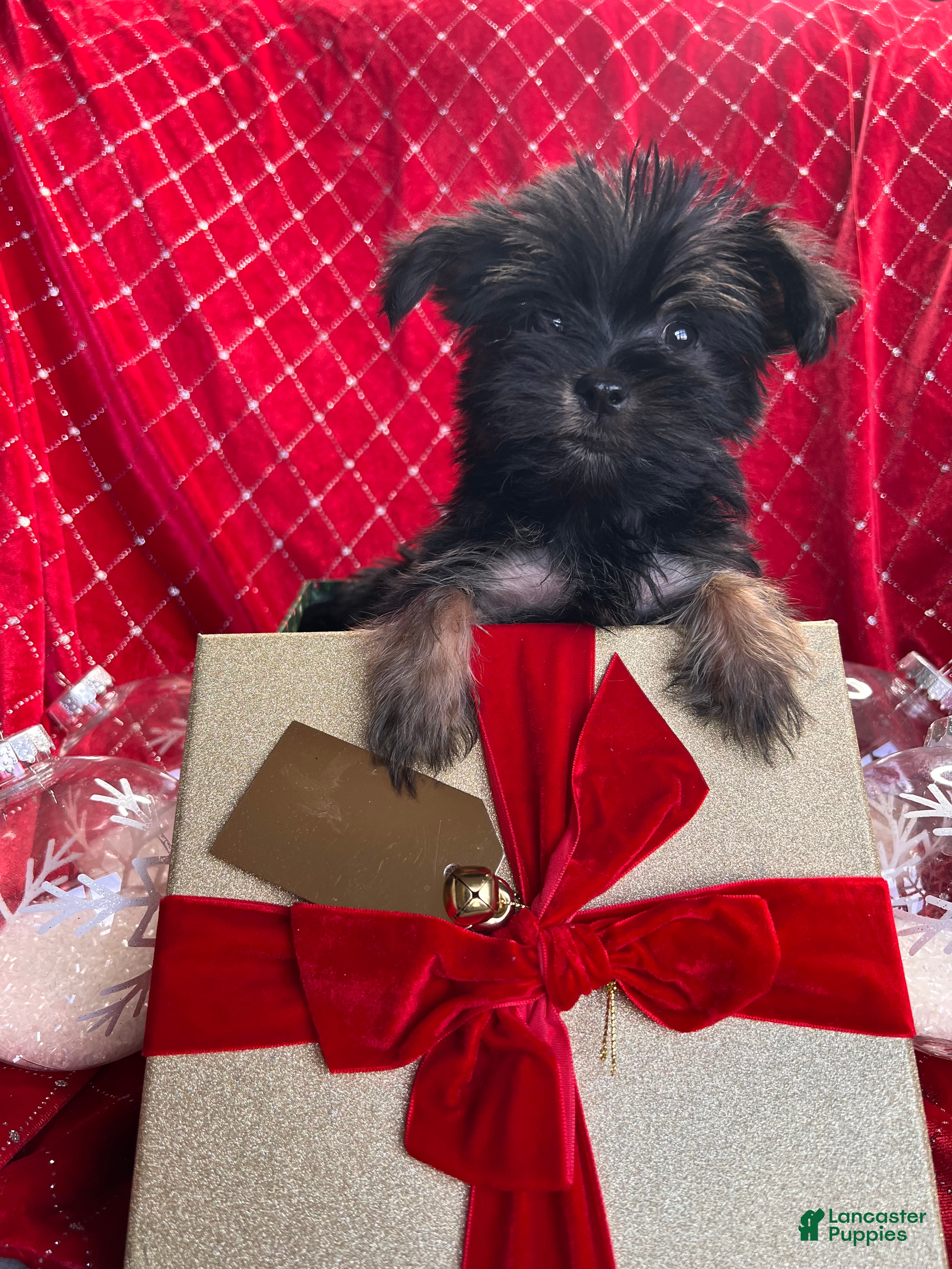 Yorkiepoo dogs Teacup Yorkie/ YorkiePinPuppy 4 - Ad 28