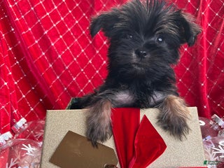 Yorkiepoo dogs Teacup Yorkie/ YorkiePinPuppy 4 - Ad 13