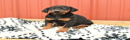 Doberman Pinscher dogs for sale: Harmony - Ad 12