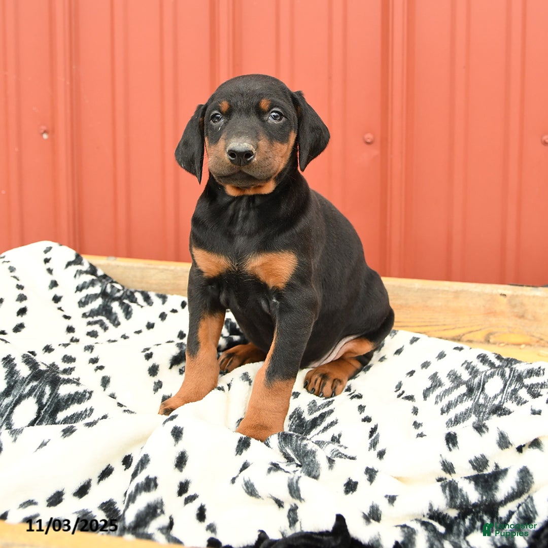 Doberman Pinscher dogs for sale: Harmony - Ad 12