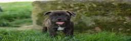 Staffordshire Bull Terrier dogs for sale: Melody 🎀 - Ad 1