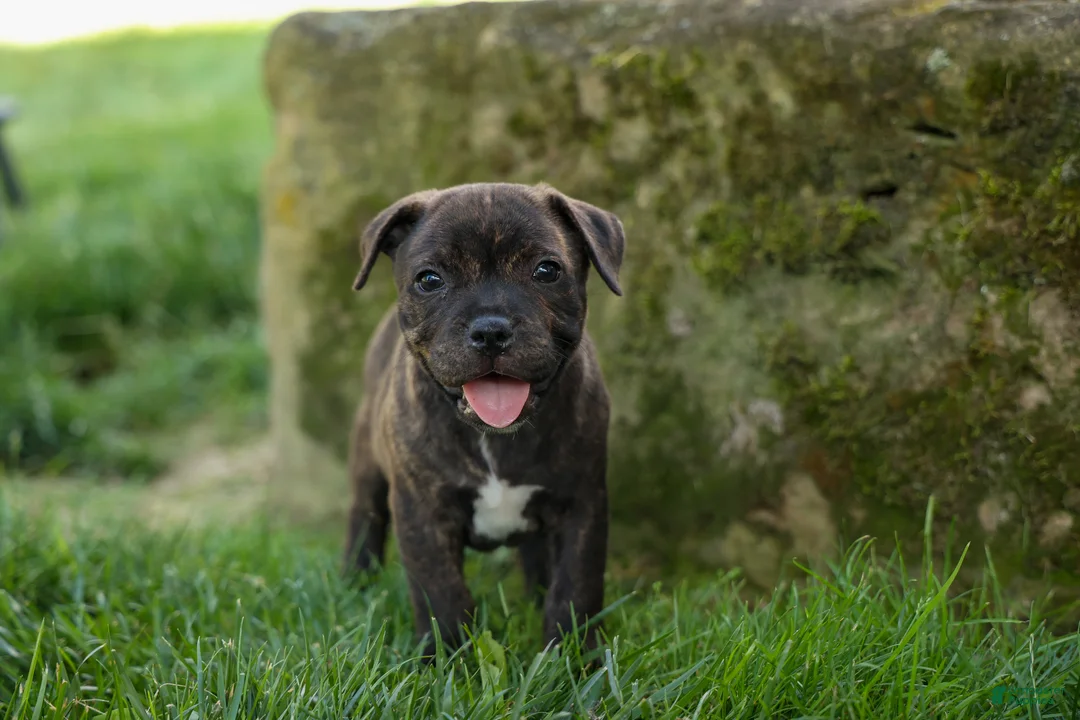 Staffordshire Bull Terrier dogs for sale: Melody 🎀 - Ad 1
