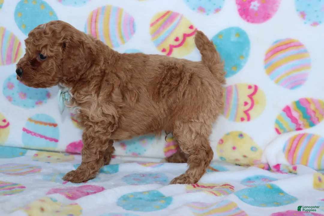 Miniature Poodle dogs for sale: Riley - Ad 2