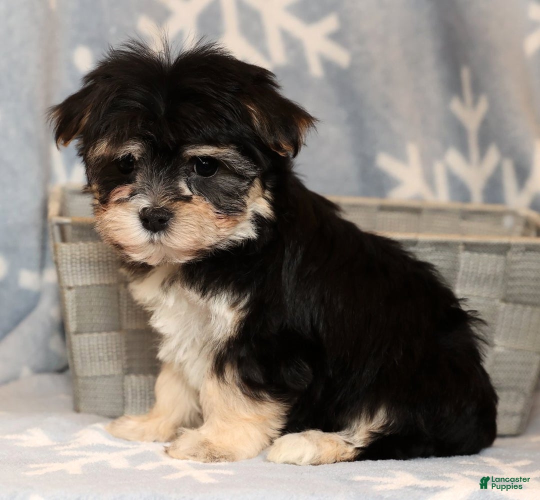 Yochon dogs for sale: Macy - Ad 8