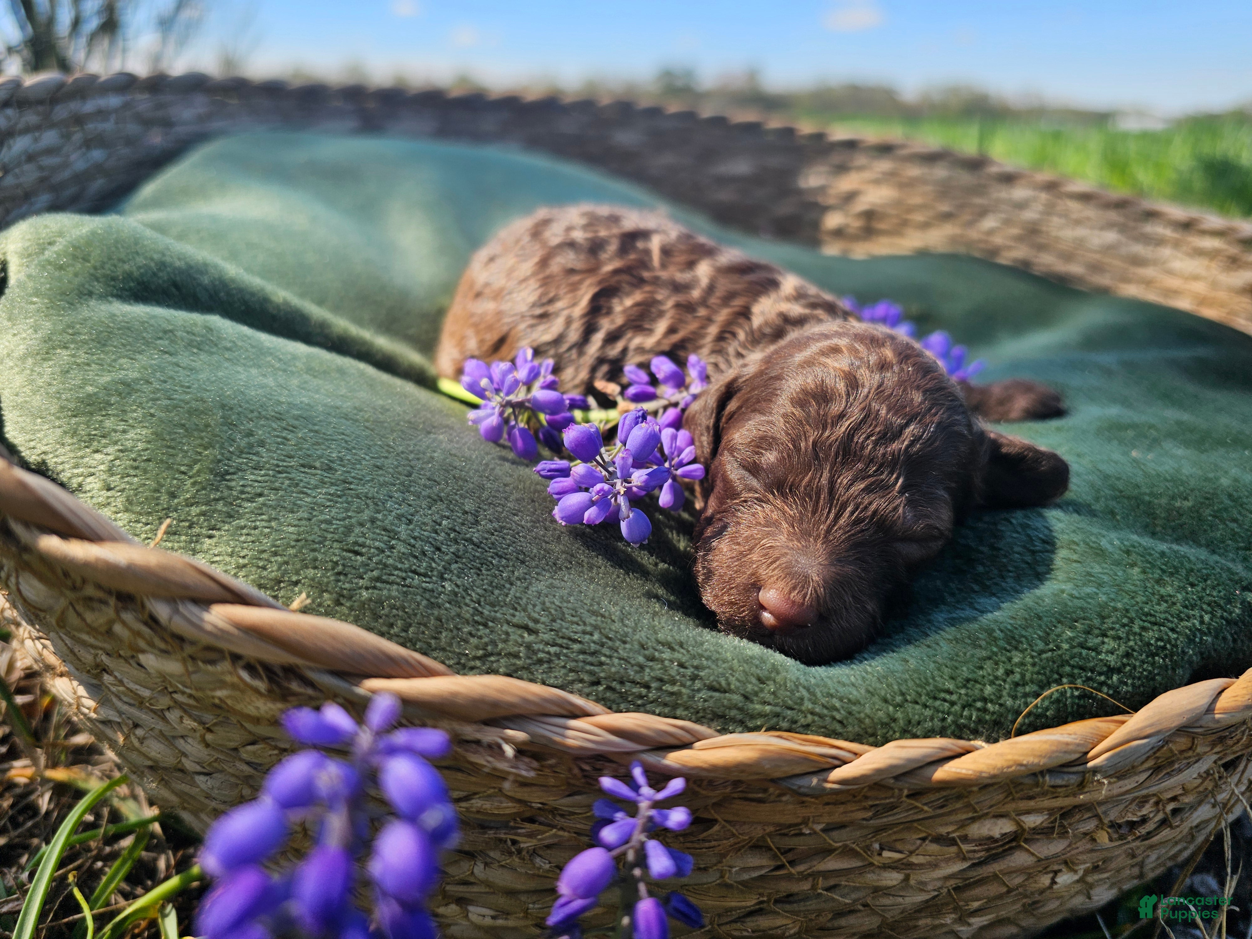 Mini Goldendoodle dogs Amber - Ad 1