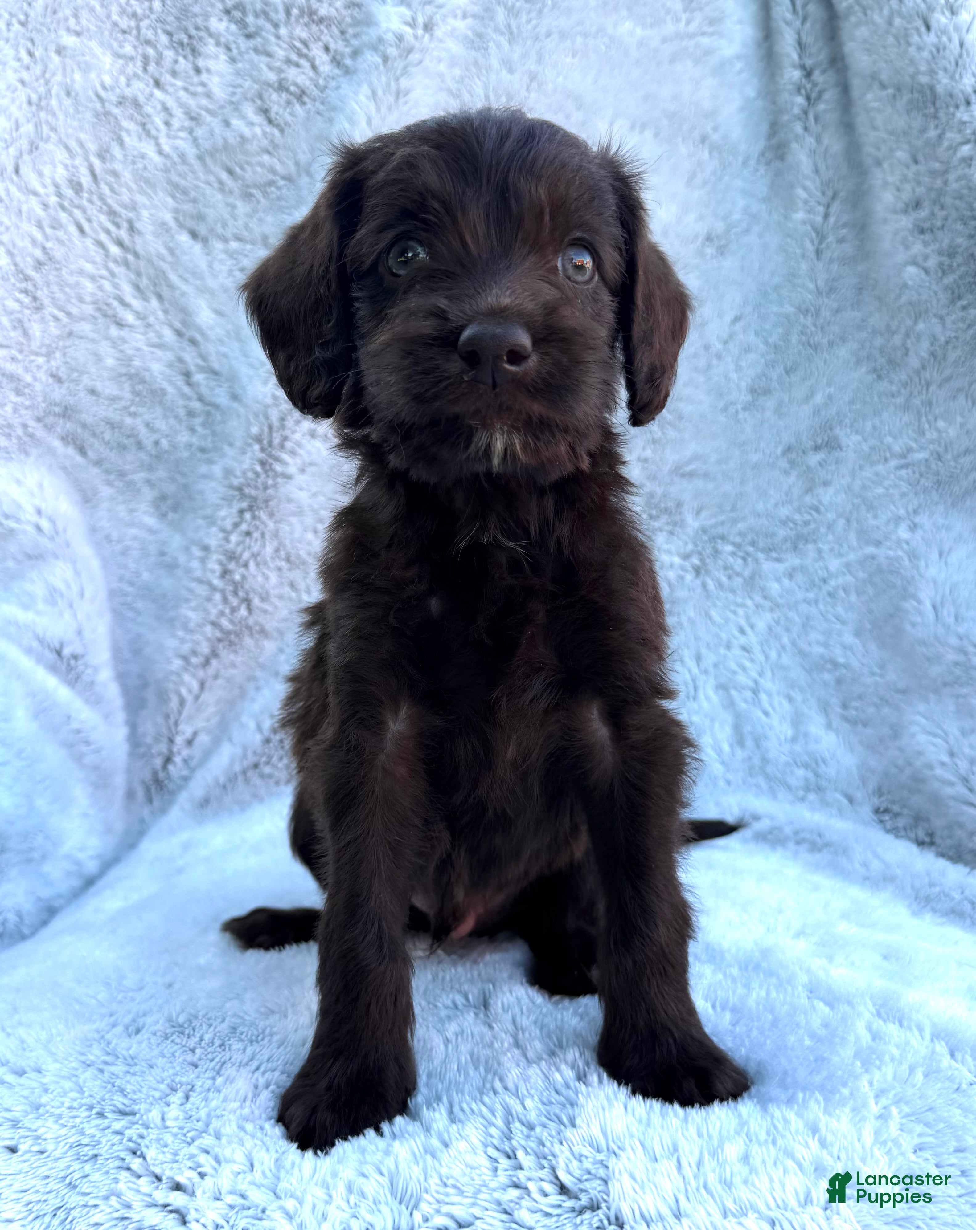 Labradoodle dogs Baxter - Ad 2