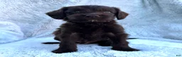 Labradoodle dogs for sale: Baxter - Ad 2
