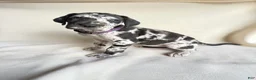Great Dane dogs for sale: Angel-purple - Ad 2