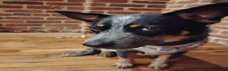 Australian Cattle Dog dogs for sale: Australian Cattle Dog 1 - Ad 1