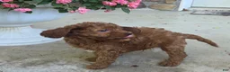Cavapoo dogs for sale: Teddy - Ad 4