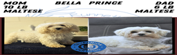 Maltese dogs for sale: Bella - Ad 7