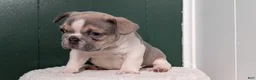 French Bulldog dogs for sale: Daisy - Ad 5