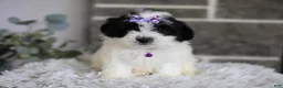 Maltipoo dogs for sale: Gwen - Ad 9
