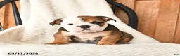 English Bulldog dogs for sale: Quinton - Ad 4