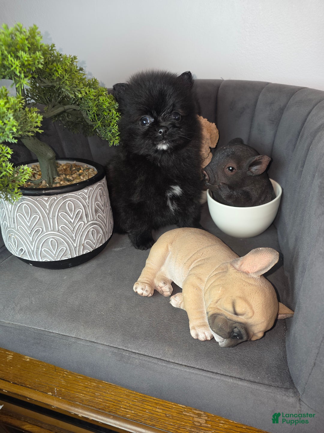 Pomeranian dogs for sale: Pomeranian Puppy chocolate  - Ad 6