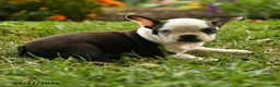Boston Terrier dogs for sale: Wanjiku - Ad 4