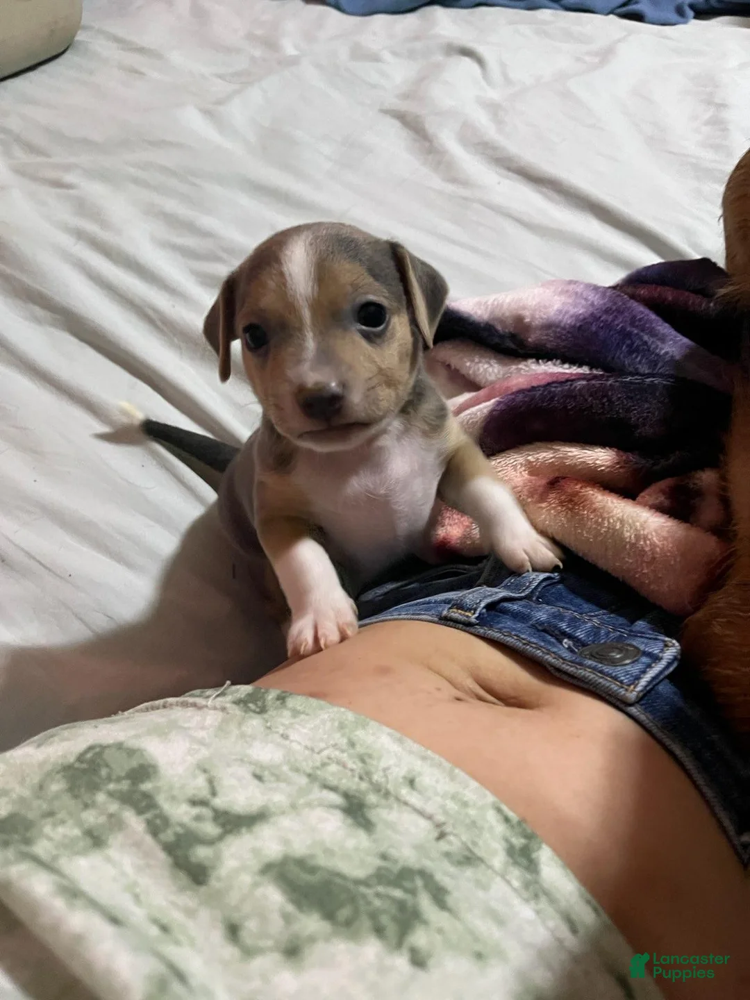 Chiweenie dogs for sale: Chiweenie 2 - Ad 2