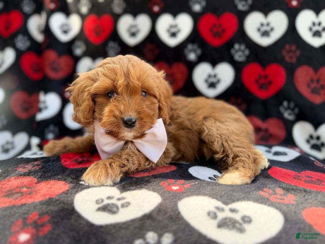 Cavapoo dogs for sale: Doc - Ad 6