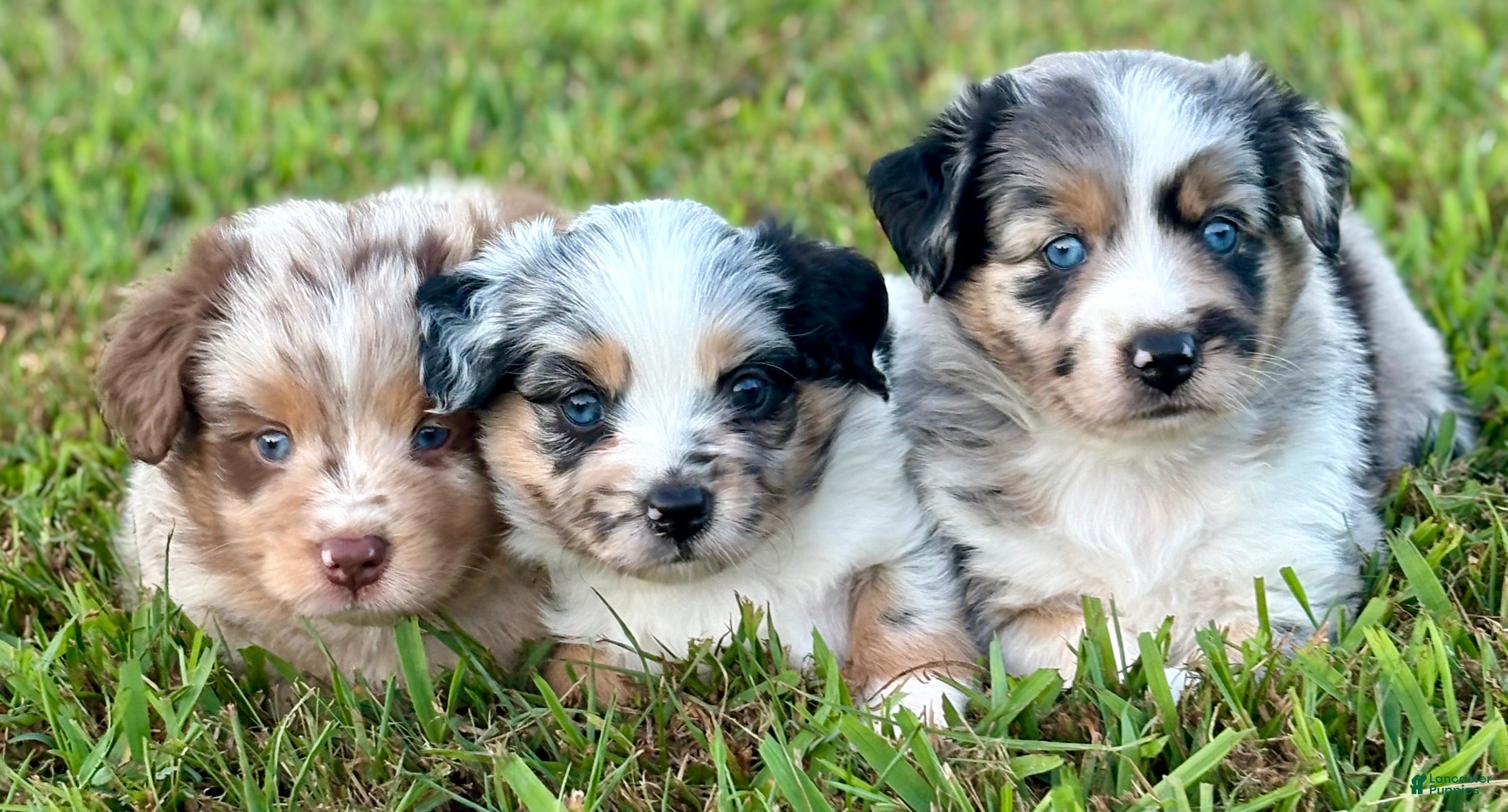 Toy Australian Shepherd dogs for sale: Lilly - Ad 2