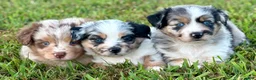 Toy Australian Shepherd dogs for sale: Lilly - Ad 6