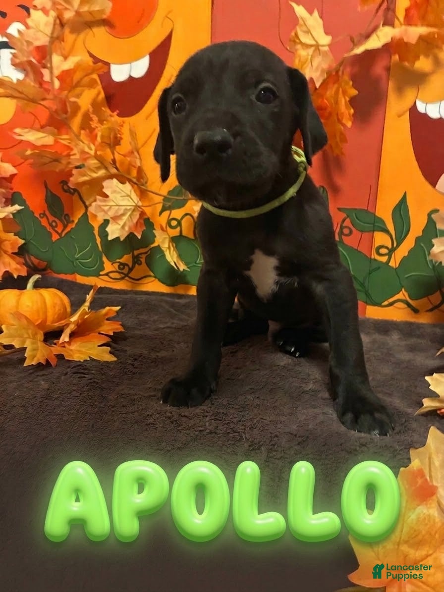 Apollo-Green (Great Dane, Male) in Montgomery, PA