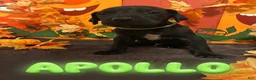 Great Dane dogs for sale: Apollo-Green - Ad 1