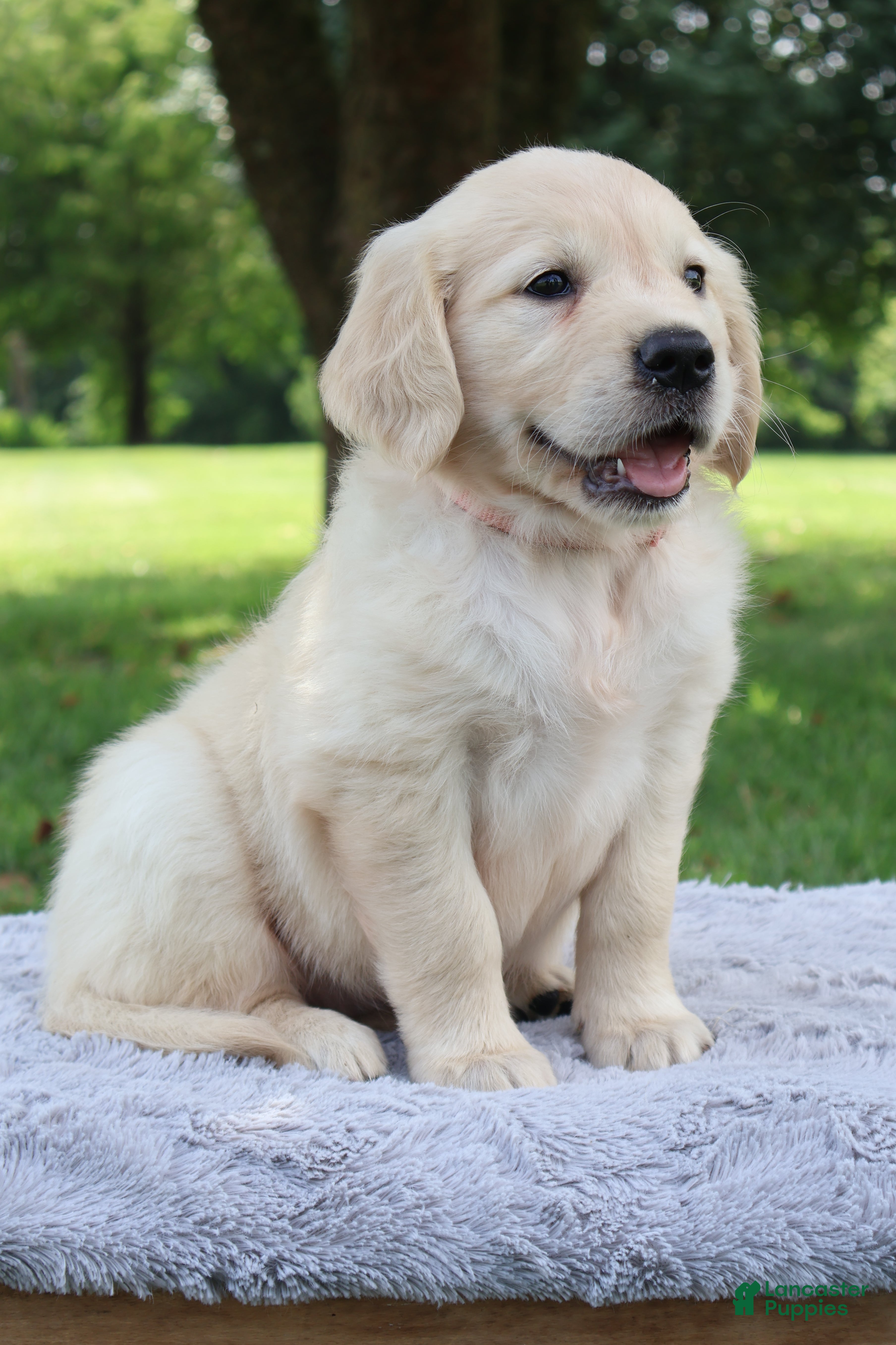 Golden Retriever dogs Golden Retriever 7 Ellie - Ad 14