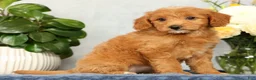 Mini Goldendoodle dogs for sale: Ophelia - Ad 6