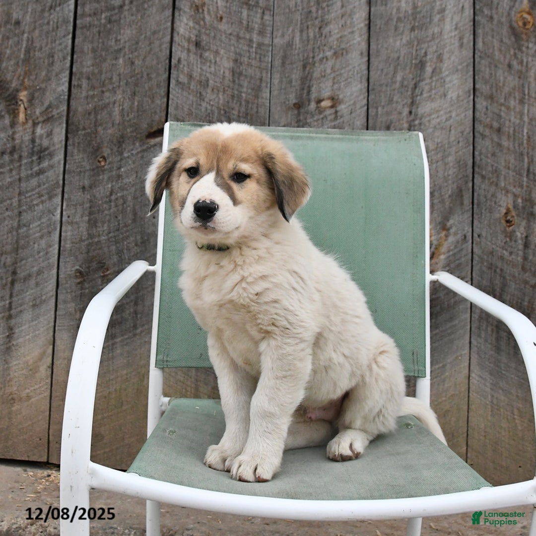 Mixed Breed dogs for sale: Birch - Ad 3