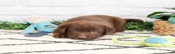 Labrador Retriever dogs for sale: Scar - Ad 2