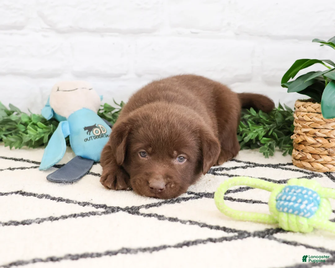 Labrador Retriever dogs for sale: Scar - Ad 2