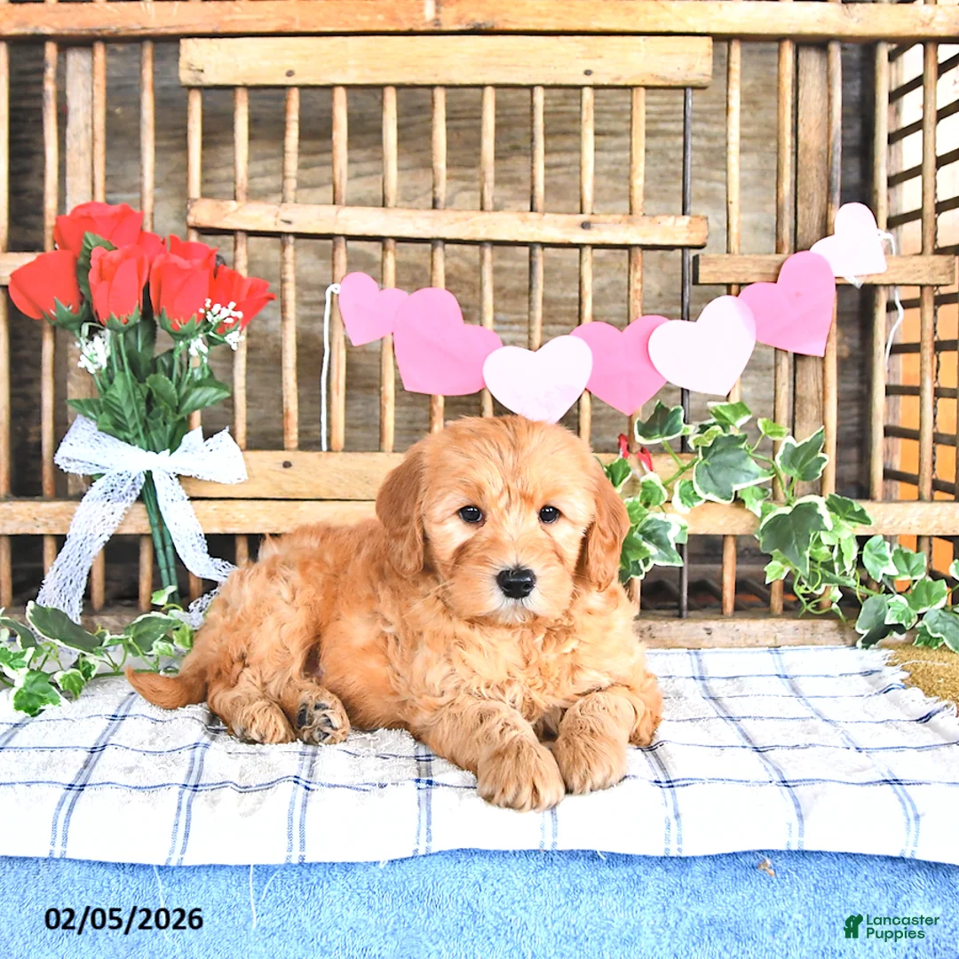 Mini Goldendoodle dogs for sale: Mason - Ad 4