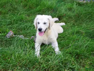 Golden Retriever dogs Tallulah - Ad 1