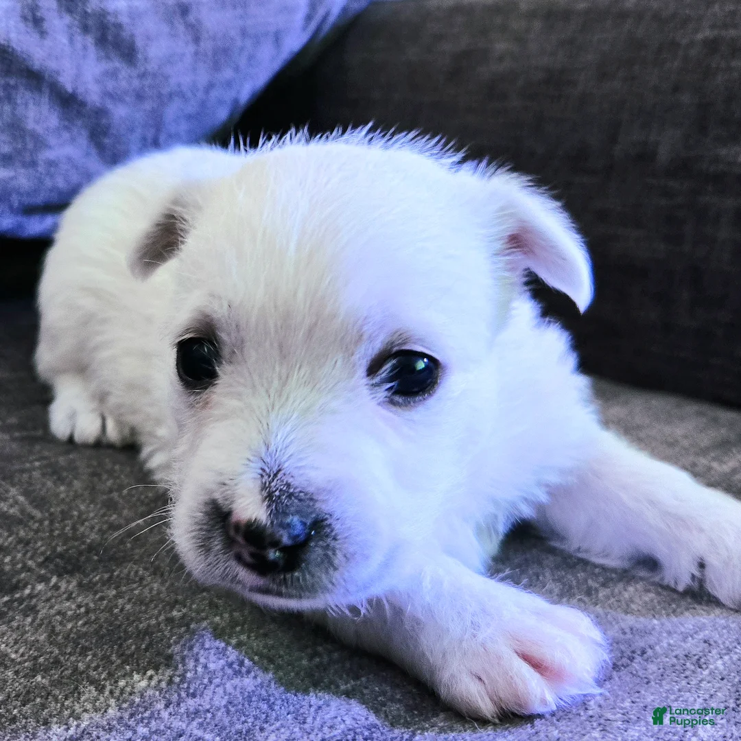 West Highland Terrier dogs for sale: West Highland Terrier - Ad 1