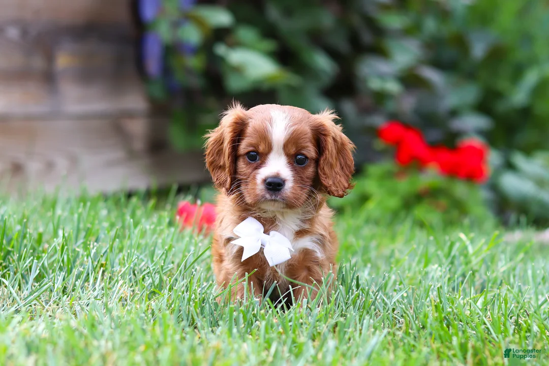 Cavalier King Charles Spaniel dogs for sale: Charlie - Ad 1
