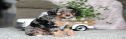 Cavapoo dogs for sale: Kayla - Ad 3